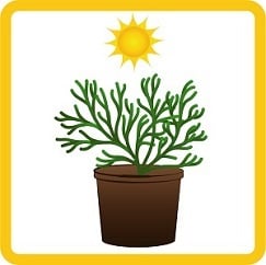 lycophyte in the sunshine 
